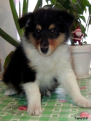 Iitu at 8 weeks