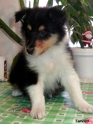 Iitu at 8 weeks