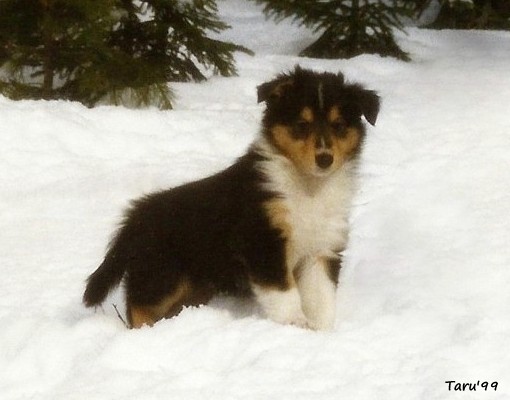Jack at 6 weeks