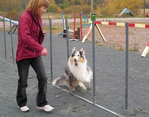 Minni training agility (7,5 years)