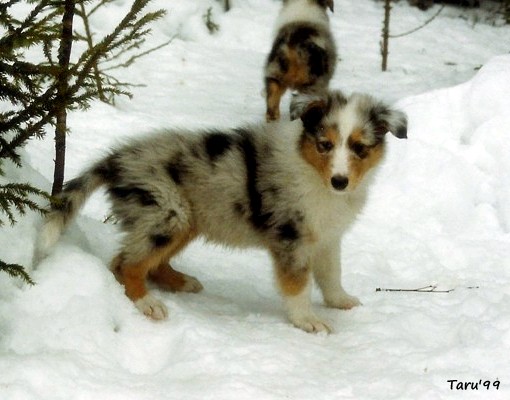 Pepi at 7 weeks