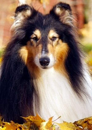 Siniketun Musta Ruhtinas