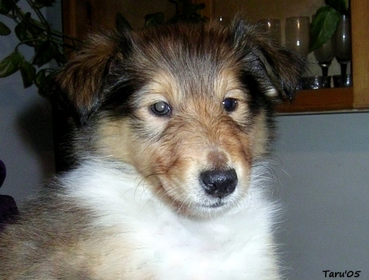 Rubiini at 8 weeks