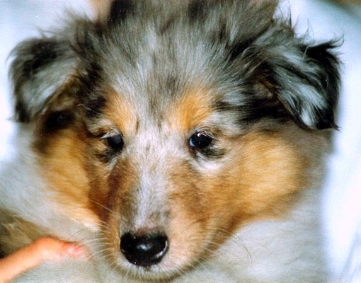 Dino at 7 weeks
