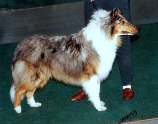 Dino at 8 months