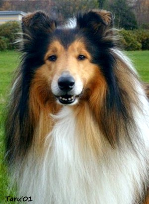 Eppu at 6 years