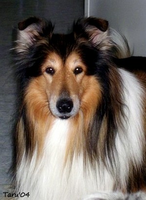 Eppu at 9 years