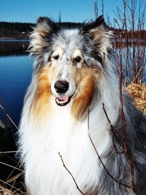Flash at 10 years