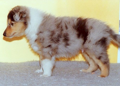 Jacky at 6 weeks