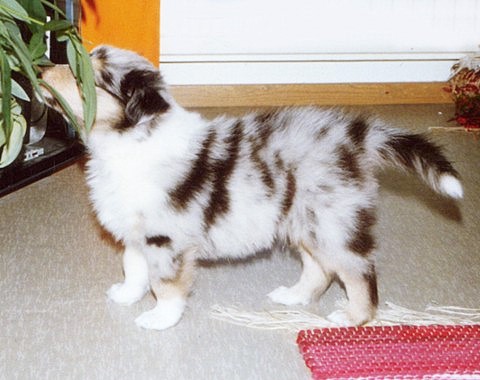 Jammu at 6 weeks