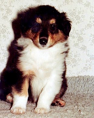 Laku at 7 weeks