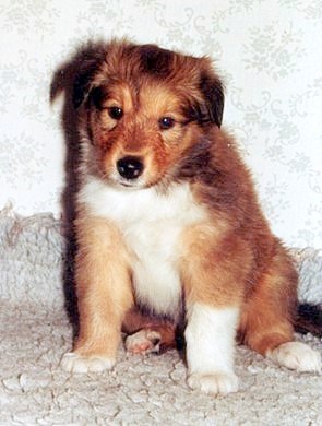 Lily at 6 weeks