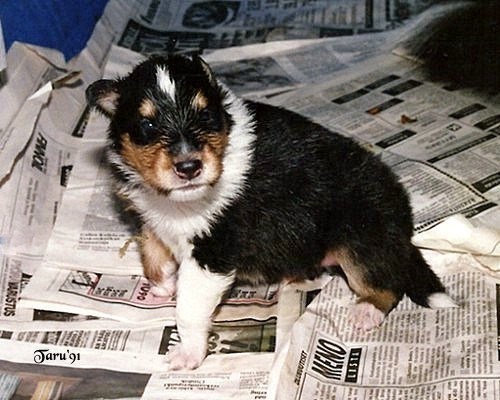 Miki at 3 weeks