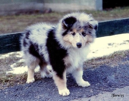 Nekku at 8 weeks