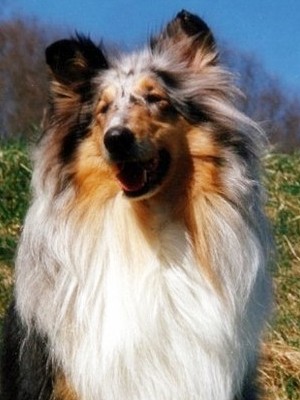 Nekku at 4 years