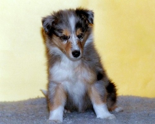 Ransu at 7 weeks