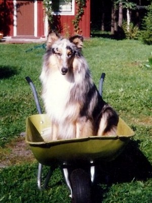 Ransu at 11 months