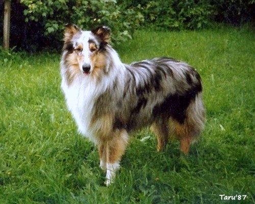 Ransu at 11 months