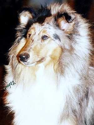 Sebu 9 kk