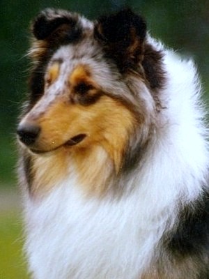 Speedy at 9 months