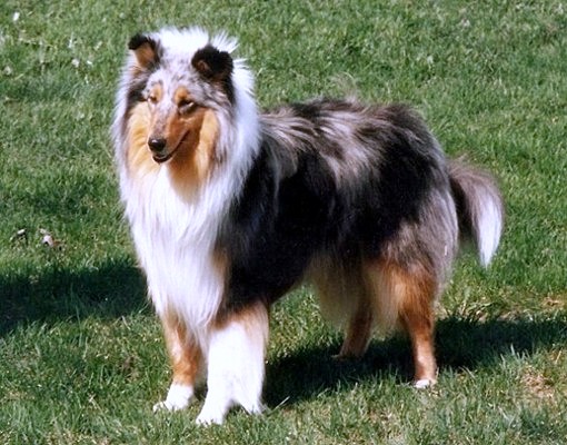 Speedy at 2 years