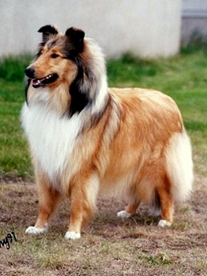 Tara at 11 months