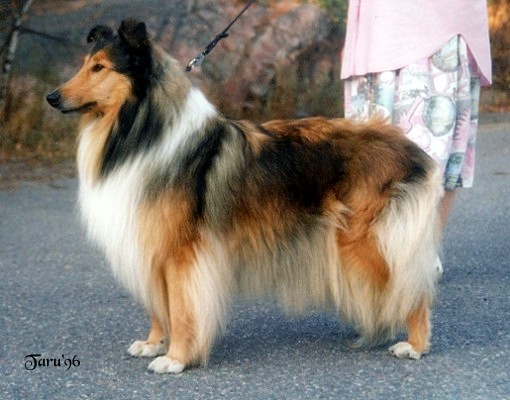 Tara at 6 years