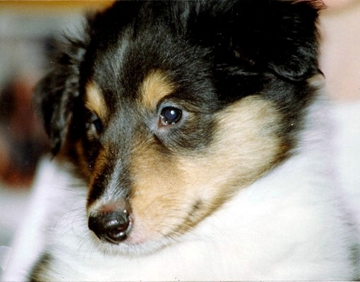 Toivo at 7 weeks