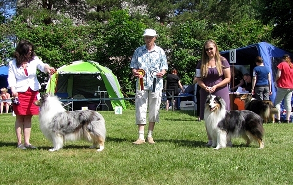 Orivesi 8.6.2013 Siniketun Vendela ROP-veteraani, Siniketun Sinisulo VSP-veteraani