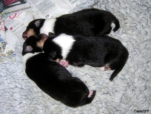 Sisu's 2nd litter (Sniketun J-litter) at 7 days