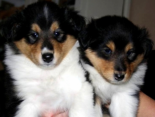 Simbelulun Like Diamonds In the Sky & Simbelulun Shine Bright Like Diamond 6 vko