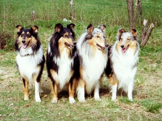 Minni ja tyttärensä Siniketun Suklaasilmä, Siniketun Jannike & Siniketun Sinisilmä