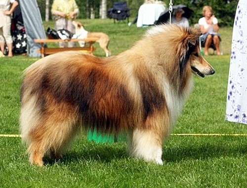 Nupe at 8 years (photo: Satu Havukainen)