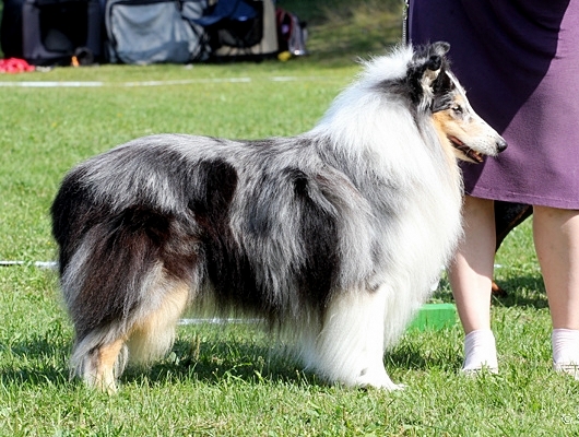 Sisu 8 v, Haukiputaan erikoisnäyttelyssä 3.8.2013