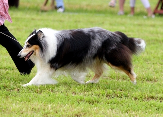 Sisu 8 v. (kuva: Terhi Pessi)