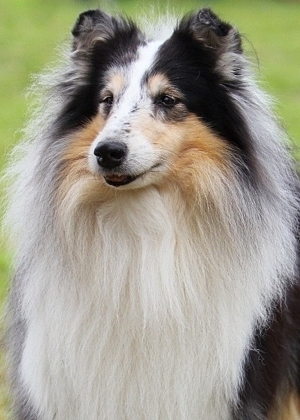 Sisu 8 v. (kuva: Terhi Pessi)