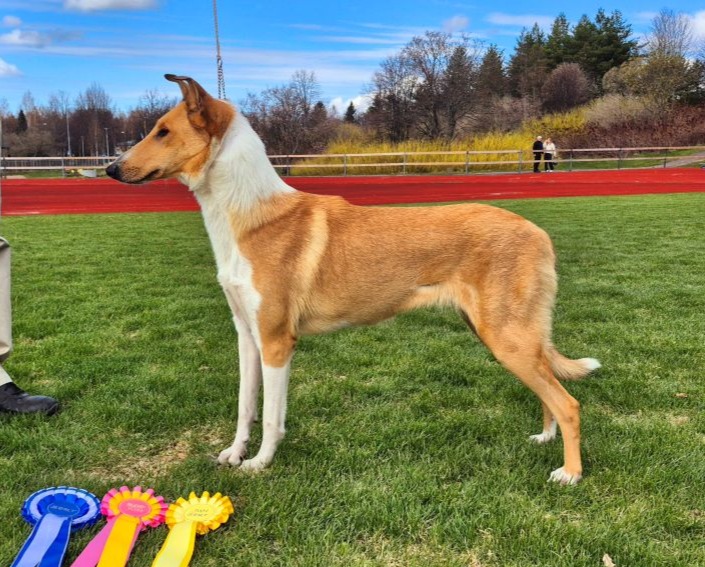 Sile&auml;karvainen collie, Hatishma Collie Nothing To Hide