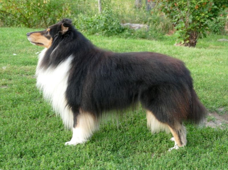 Sile&auml;karvainen collie, Siniketun Il Duce Rosso