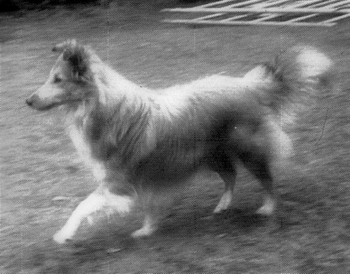 Bella 1 v.