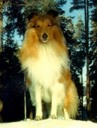 Riku 1,5 v.