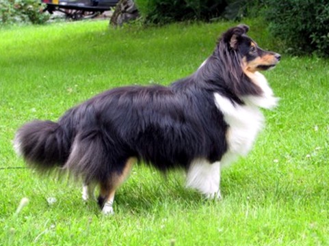 Macy 1,5 v.