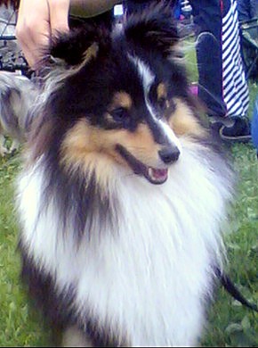 Nemo 14 kk