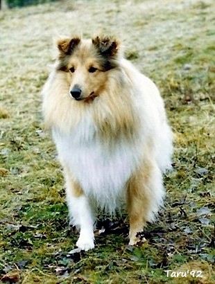 Samuli 2,5 v.