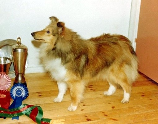 Glory 9 kk, Best In Show shelttierkkarissa 1989 !!