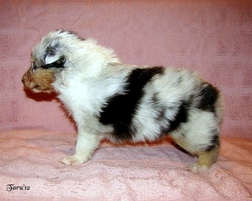 Fin at 3 weeks