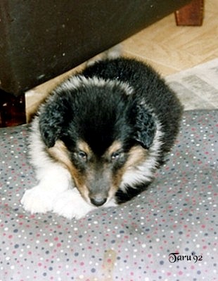 Liinu at 5 weeks